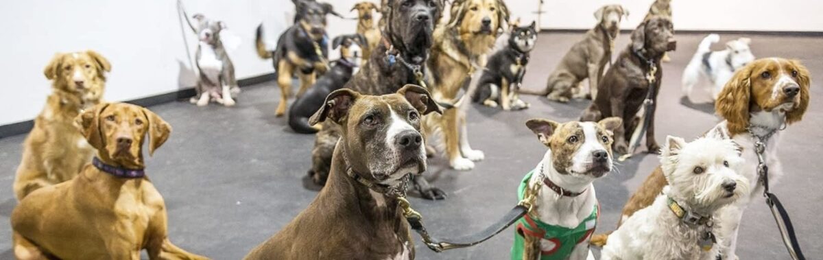 Dogs in a room - veterinary clinic