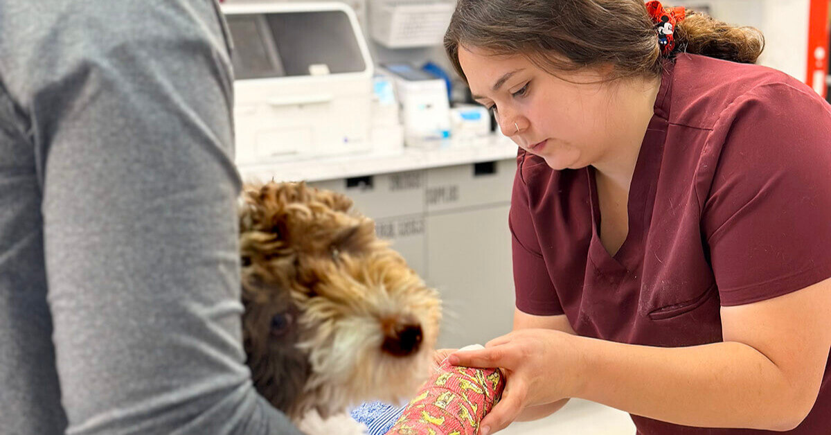 Vet-helping-dog-at-dallas-animal-urgent-care