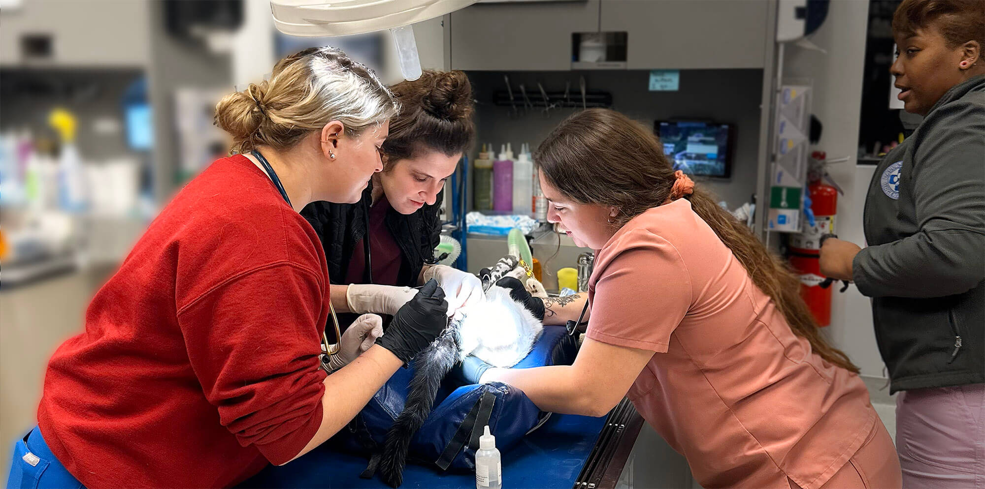 veterinary-urgent-care-in-dallas